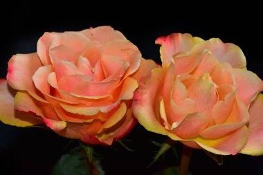 Koyu arkaplanda güzel güller, yaz konsepti, yakın manzara  