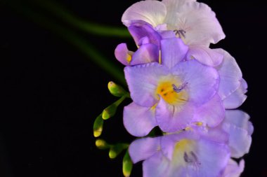 Koyu arkaplanda güzel çiçekler