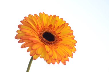 Gökyüzü arka planındaki güzel çiçekleri kapat