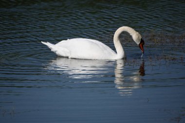 Güzel beyaz kuğu yaz günü göl yüzeyinde yüzüyor. 