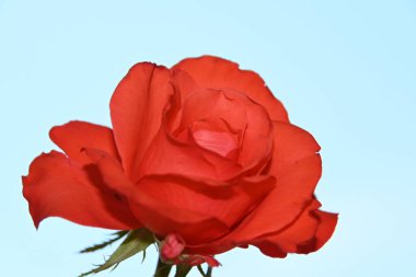 Mavi arkaplanda güzel bir gül çiçeği