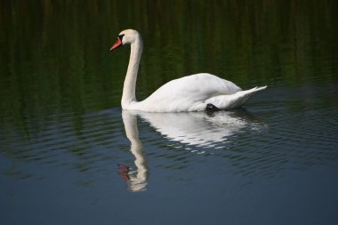 Güzel beyaz kuğu yaz günü göl yüzeyinde yüzüyor. 