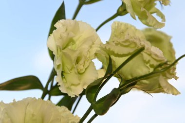 Mavi arka planda güzel Eustoma çiçekleri