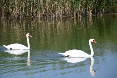 Güzel beyaz kuğular yaz günü göl yüzeyinde yüzerler. 
