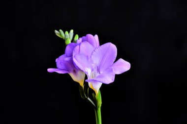 Koyu arkaplanda güzel çiçekler, yaz konsepti, yakın manzara  