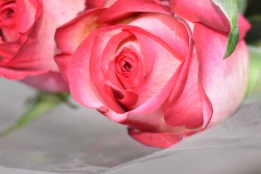 Koyu arkaplanda güzel güller, yaz konsepti, yakın manzara  