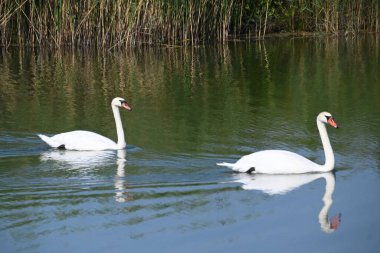 Güzel beyaz kuğular yaz günü göl yüzeyinde yüzerler. 