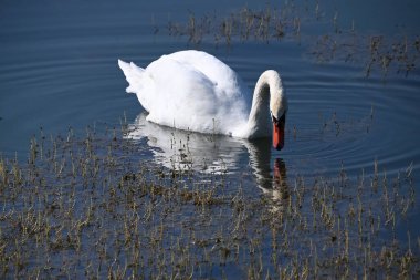 Güzel beyaz kuğu yaz günü göl yüzeyinde yüzüyor. 