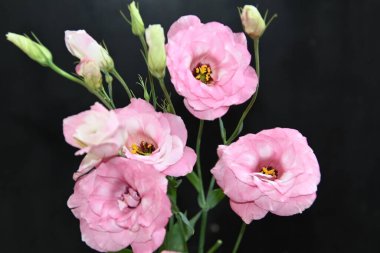 Karanlık arka planda güzel Eustoma çiçekleri, yaz konsepti, yakın görüş  