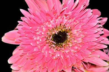 Güzel Gerbera koyu arkaplan, yaz konsepti, yakın görüş  