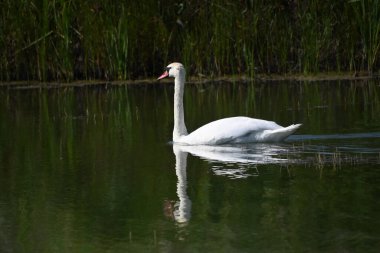 Güzel beyaz kuğu yaz günü göl yüzeyinde yüzüyor. 