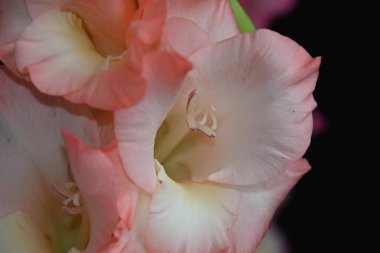 Karanlık arka planda güzel gladyatörler, yaz konsepti, yakın görüş  