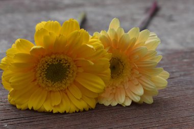 Güzel Gerbera çiçekleri, yaz konsepti, yakın manzara  