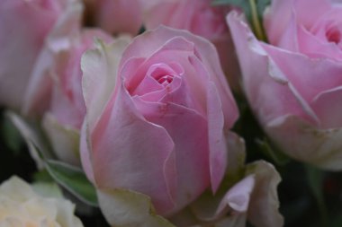 Koyu arkaplanda güzel güller, yaz konsepti, yakın manzara  