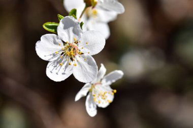 Çiçek açan kiraz ağacı dalları. Güzel çiçekler, yakın plan, bahar konsepti.  