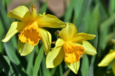 Güneşli yaz gününde bahçede yetişen güzel nergisler. 