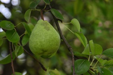 Açık havada yetişen olgun armut ağacı, yaz konsepti, yakın görüş  