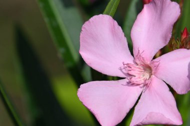 Güneşli yaz gününde bahçede büyüyen güzel bir çiçek. 