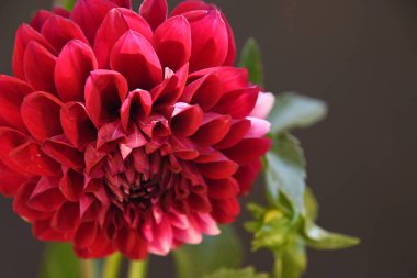 güzel kasımpatı çiçeği bahçede yetişiyor yaz güneşli bir günde 