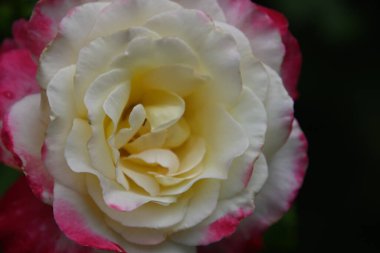 Koyu arkaplanda güzel bir gül çiçeği, yaz konsepti, yakın görüş  