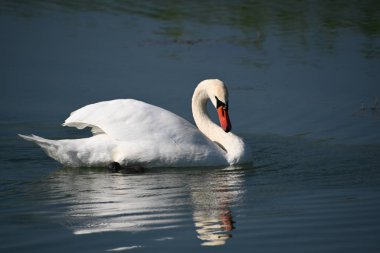 Güzel beyaz kuğu yaz günü göl yüzeyinde yüzüyor. 