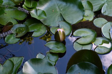 Güzel çiçek açan nilüfer çiçekleri yaz günü gölette büyür. 