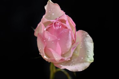 Koyu arkaplanda güzel bir gül, yaz konsepti, yakın görüş  