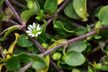Güneşli yaz gününde bahçede yetişen güzel çiçekler. 