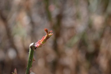 Bulanık arkaplanda tomurcuğu olan dalın kapatılması 