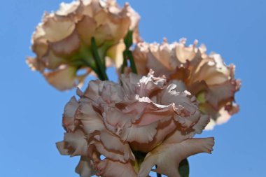 Mavi arka planda güzel Eustoma çiçekleri