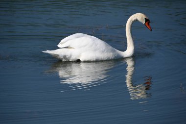 Güzel beyaz kuğu yaz günü göl yüzeyinde yüzüyor. 
