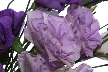 Mavi arka planda güzel Eustoma çiçekleri