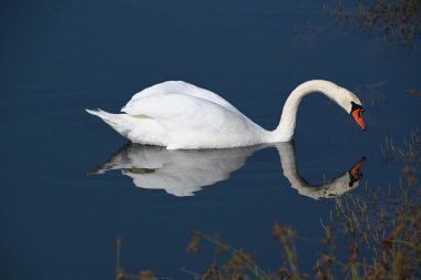 Güzel beyaz kuğu yaz günü göl yüzeyinde yüzüyor. 