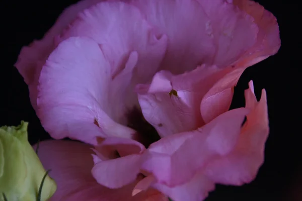 Bela Flor Eustoma Fundo Escuro Conceito Verão Vista Perto — Fotografia de Stock