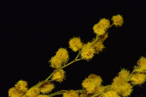 Gyönyörű Virágok Sötét Háttér — Stock Fotó
