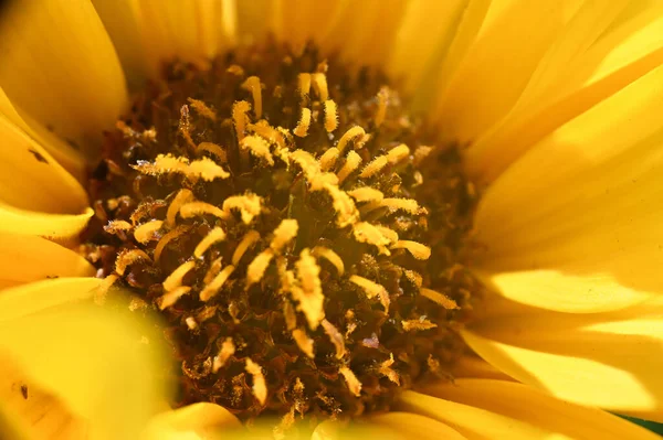 Красива Квітка Росте Саду Літній Сонячний День — стокове фото