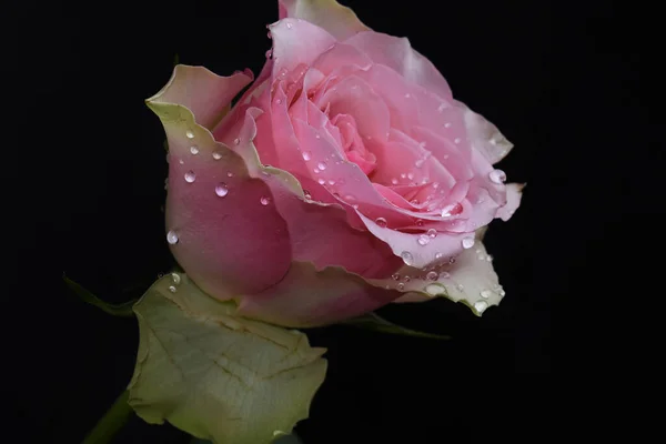 Belle Rose Sur Fond Sombre Concept Été Vue Rapprochée — Photo