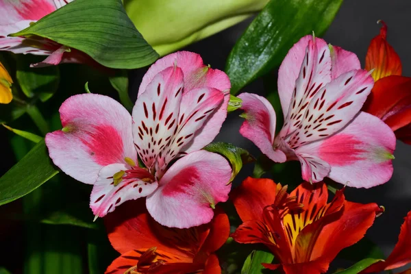 Bouquet Bellissimi Fiori Sfondo Scuro Concetto Estivo Vista Vicino — Foto Stock