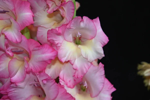 Vackra Gladiolus Mörk Bakgrund Sommar Koncept Nära Utsikt — Stockfoto