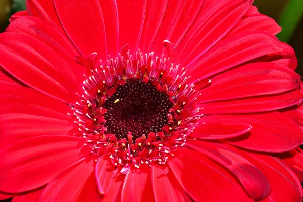 Güzel Gerbera koyu arkaplan, yaz konsepti, yakın görüş  