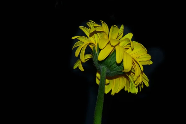 暗い背景夏のコンセプトに美しいゲルベラ — ストック写真