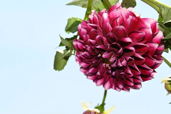 Beautiful Chrysanthemum Flower Blue Sky Background — Stock Photo, Image