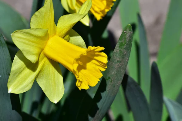 Primo Piano Bellissimi Fiori Sul Giardino — Foto Stock