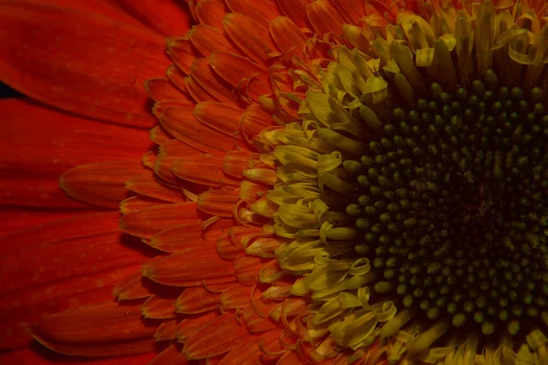 Hermosa Flor Gerberas Sobre Fondo Oscuro Concepto Verano Vista Cercana —  Fotos de Stock