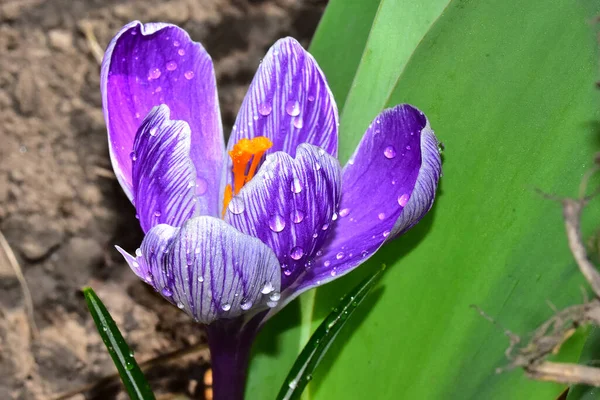 夏の晴れた日に庭で育つ美しいクロッカスの花 — ストック写真