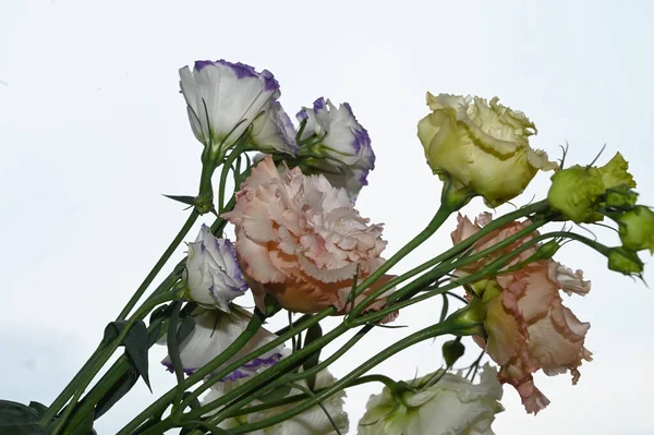 Belles Fleurs Eustomes Sur Fond Ciel Bleu — Photo