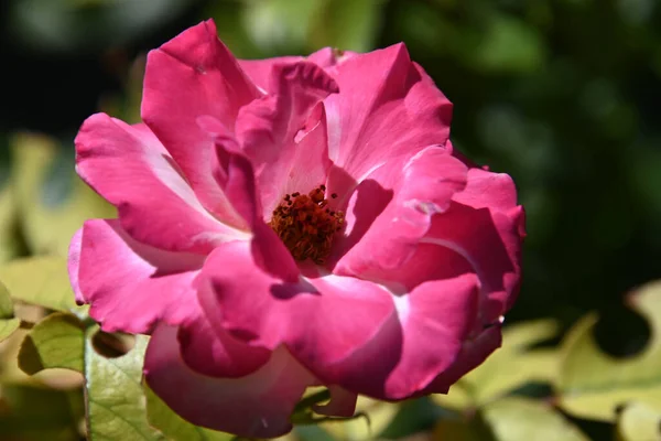 Gyönyörű Rózsa Virág Kertben Nyáron Napsütéses Nap — Stock Fotó
