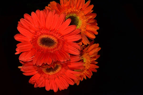 Schöne Gerbera Blüten Auf Dunklem Hintergrund Sommerkonzept Nahsicht — Stockfoto