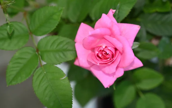 夏の晴れた日に庭で育つ美しいバラの花 — ストック写真