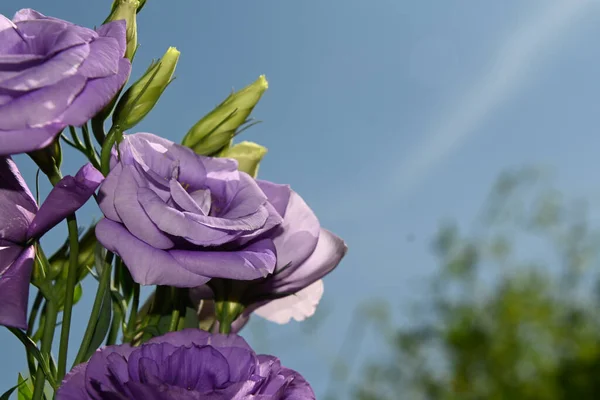 Mavi arka planda güzel Eustoma çiçekleri